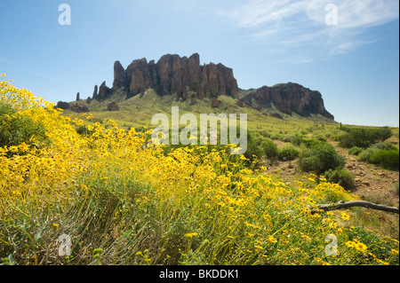 Yellow wildflowers bloom in front of Superstition Mountains desert in Arizona Stock Photo