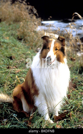 Lassie famous rough collie movie star dog poses in woodland 8x10 inch photo