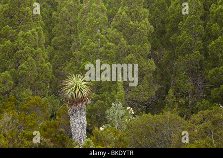 Pandani Plant, and Pencil Pines, Pandani Grove Nature Walk, Lake Dobson, Mount Field National Park, Tasmania, Australia Stock Photo