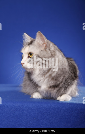 liegende Sibirische Katze / lying Siberian Cat Stock Photo