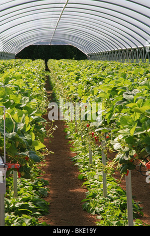 Commercial strawberry production on a farm near Bridgwater, Somerset, England, UK Stock Photo