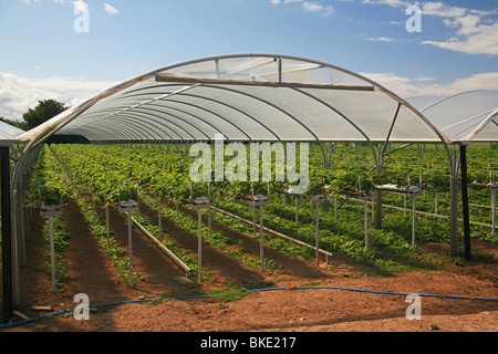 Commercial strawberry production on a farm near Bridgwater, Somerset, England, UK Stock Photo