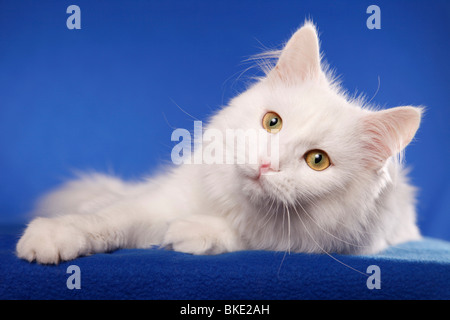 liegende Sibirische Katze / lying Siberian Cat Stock Photo