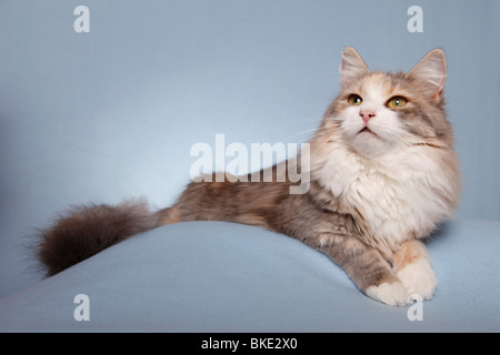 liegende Sibirische Katze / lying Siberian Cat Stock Photo