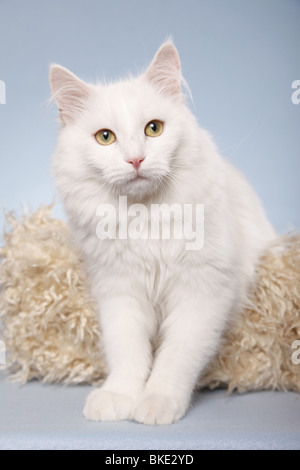 Sibirische Katze / Siberian Cat Stock Photo