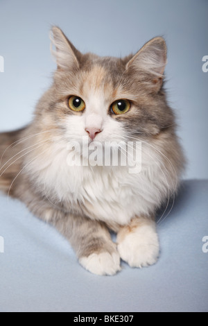 liegende Sibirische Katze / lying Siberian Cat Stock Photo