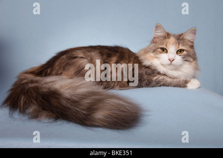 liegende Sibirische Katze / lying Siberian Cat Stock Photo