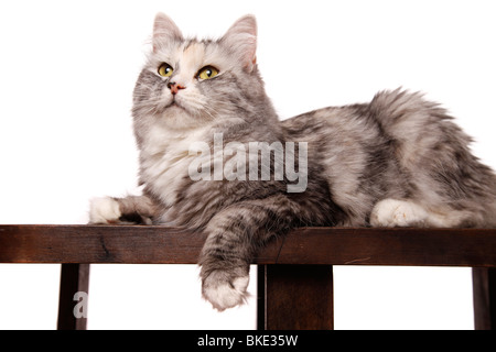 liegende Sibirische Katze / lying Siberian Cat Stock Photo