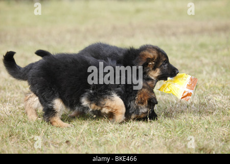 Altdeutscher Schäferhund / Old German Shepherd Stock Photo
