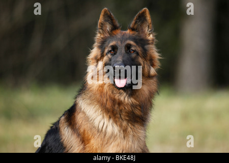 Altdeutscher Schäferhund / Old German Shepherd Stock Photo