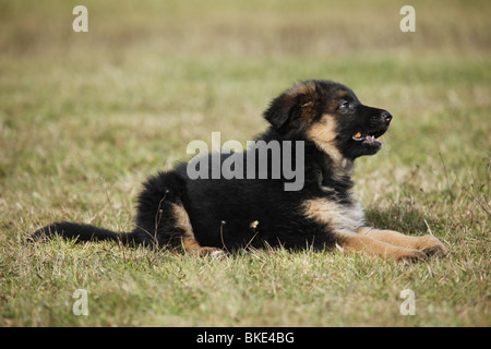 liegender Altdeutscher Schäferhund / lying Old German Shepherd Stock Photo