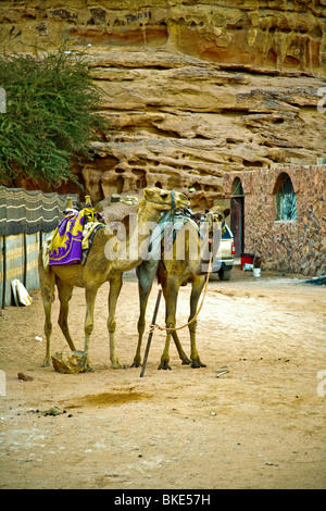 Riding Camels  in the Desert , Wadi Rum , Jordan Stock Photo