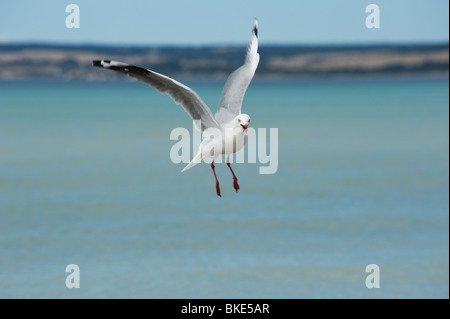 A sliver gull (Chroicocephalus novaehollandiae) takes flight over Island Beach, Kangaroo Island, South Australia Stock Photo