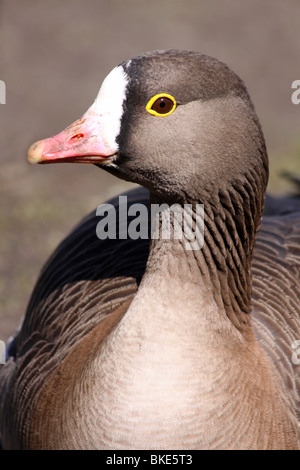 Close-up Of Head Of A Lesser White-fronted Goose Anser erythropus At Martin Mere WWT, Lancashire UK Stock Photo