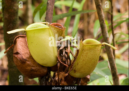 Pitcher plants in the rain forest, Borneo Stock Photo