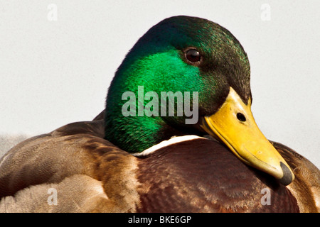 Head and shoulder view of a Mallard Drake Stock Photo