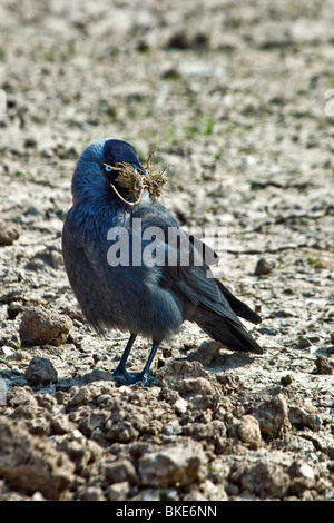 Jackdaw with nesting material Stock Photo