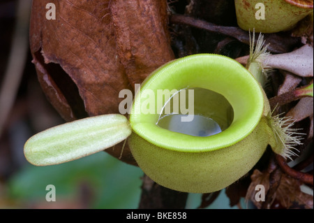 Pitcher plants in the rain forest, Borneo Stock Photo
