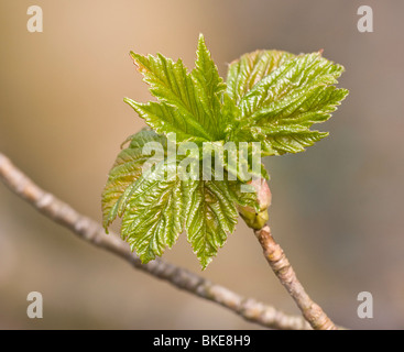 Sycamore leaf Stock Photo