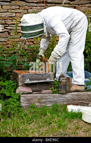Beekeeper smoking bees in a beehive Stock Photo