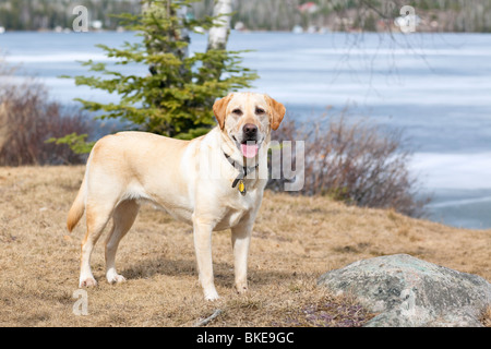 Yellow Labrador Retriever, Trout Lake, Ontario, Canada Stock Photo