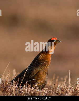 Red Grouse male in Spring prior to the nesting season.  SCO 6180 Stock Photo