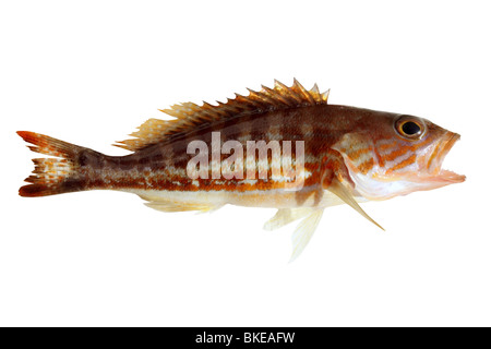 comber fish mediterranean serranus cabrilla isolated on white Stock Photo
