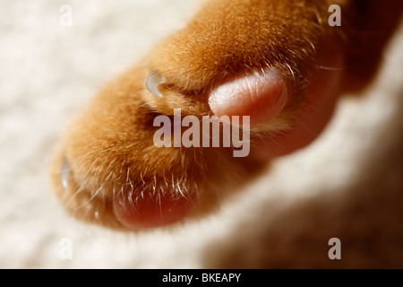 Cat's paw Stock Photo