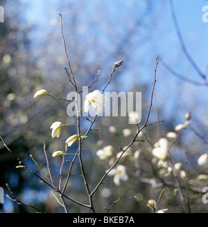 White magnolia soulangeana in bloom against blue sky. Stock Photo