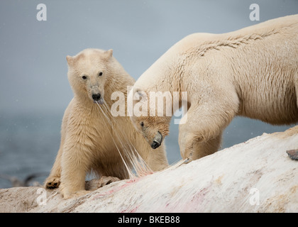 Norway, Svalbard, Spitsbergen Island, Polar Bear (Ursus maritimus) running into sea while feeding atop Fin Whale carcass Stock Photo