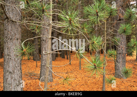 Pine forest, Tekapo, New Zealand. Stock Photo