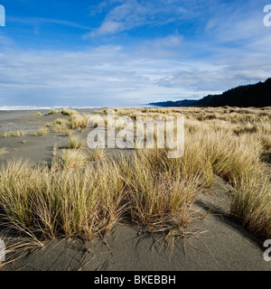 Dune Grass, Gold Bluffs beach, Prairie Creek Redwoods state park, California Stock Photo