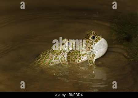 Wechselkröte, Kröte, Frosch, European, green, toad, Bufo, viridis Stock Photo