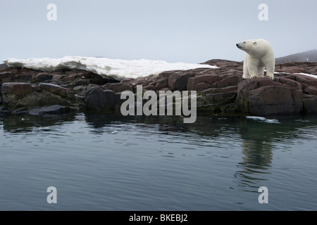 Norway, Svalbard, Nordaustlandet, Polar Bear (Ursus maritimus) standing along rocky coastline along Malmgren Island Stock Photo
