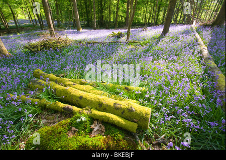 Bluebells in spring woodland Ambleside Cumbria UK Like many plants they are responding to climate change by flowering earlier Stock Photo