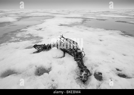 Norway, Svalbard, Nordaustlandet, Skeleton of Bearded Seal (Erignathus barbatus) killed and eaten by polar bear Stock Photo