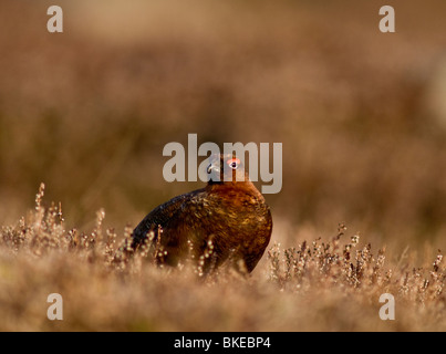 Red Grouse male in Spring prior to the nesting season.  SCO 6178 Stock Photo