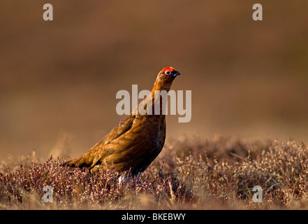 Red Grouse male in Spring prior to the nesting season.  SCO 6181 Stock Photo