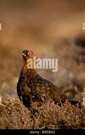 Male Red Grouse in Spring prior to the nesting season.  SCO 6182 Stock Photo
