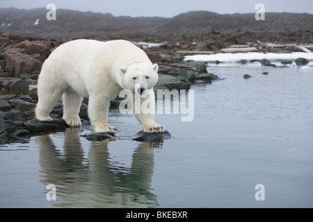 Norway, Svalbard, Polar Bear (Ursus maritimus) standing along coast of Malmgren Island on foggy evening Stock Photo