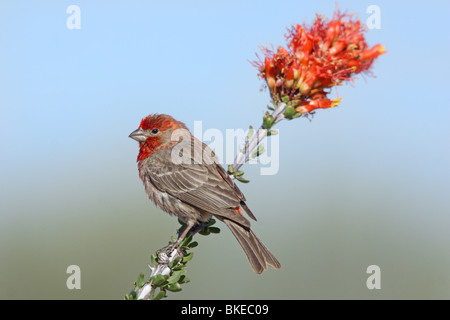 House Finch Male on Ocotillo flowers. Stock Photo