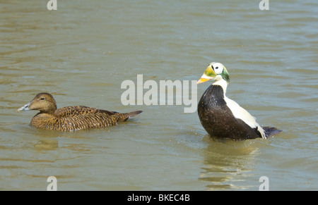 Spectacled eider Somateria fischeri Captive Stock Photo