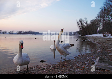 winter landscape river danube winterlandschaft an der Donau Stock Photo
