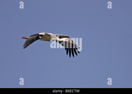 Weißstorch, ciconia, white, stork, fliegen Stock Photo
