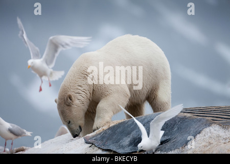 Norway, Svalbard, Spitsbergen Island, Polar Bear (Ursus maritimus) feeding on dead Fin Whale carcass in Sallyhammna Harbor Stock Photo