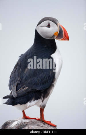 Norway, Svalbard, Nordaustlandet, Atlantic Puffin (Fratercula arctica) resting on cliffs in colony on Wahlberg Island Stock Photo
