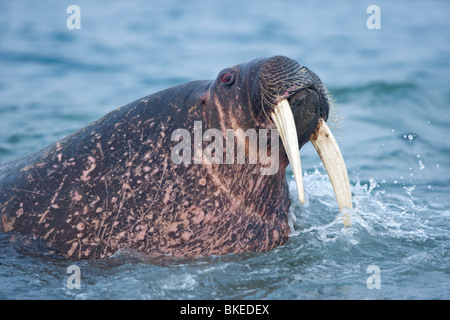 Walrus Splashing Norway, Svalbard, Nordaustlandet, Adult Walrus (Odobenus rosmarus ...