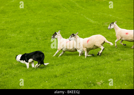 A Border Collie rounding up sheep at the Ings sheepdog Trials in the Lake District UK Stock Photo