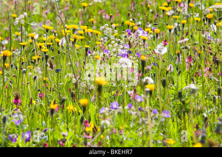 Wild Flowers growing in the Dolomite mountains of Italy Stock Photo