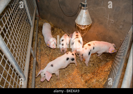 5 Piglets in a pen Stock Photo